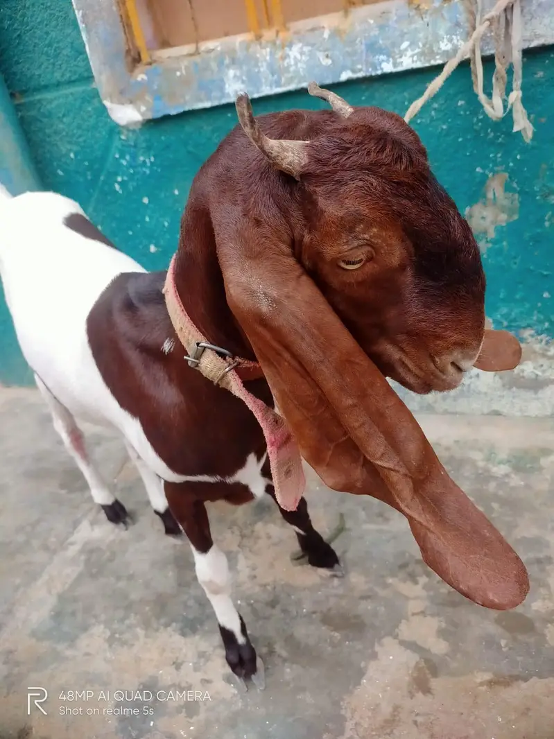 Pure Kamori Bakri, bakri Goats, Gulabi Bakri, Makka chenna Bakri — photo 2