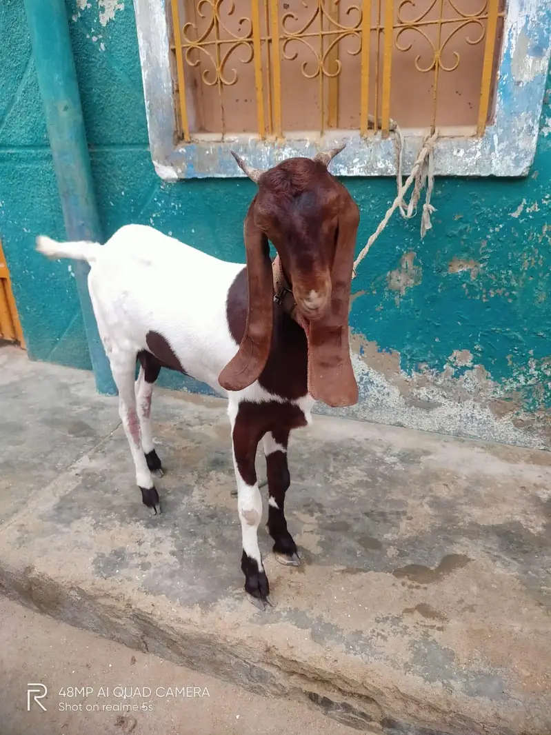 Pure Kamori Bakri, bakri Goats, Gulabi Bakri, Makka chenna Bakri — photo 3