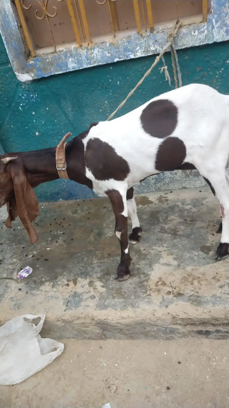 Pure Kamori Bakri, bakri Goats, Gulabi Bakri, Makka chenna Bakri — photo 6