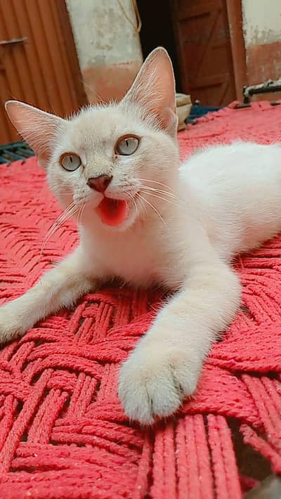 Male Himalayan Cat
