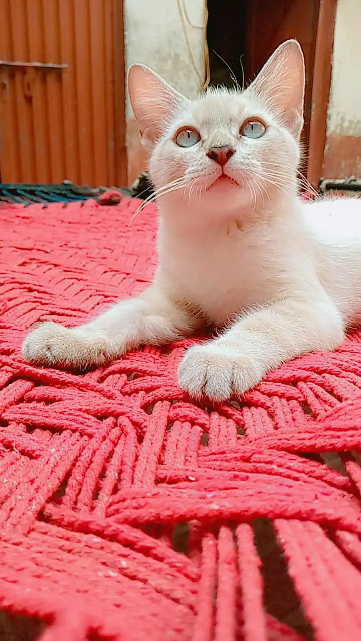 Male Himalayan Cat — photo 2