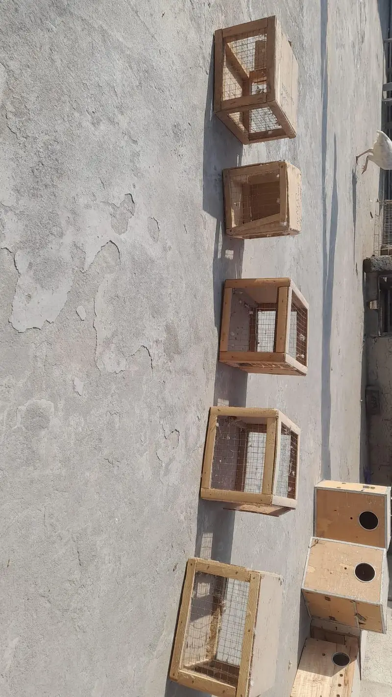 cage box pots stick bird accessories for sale — photo 9
