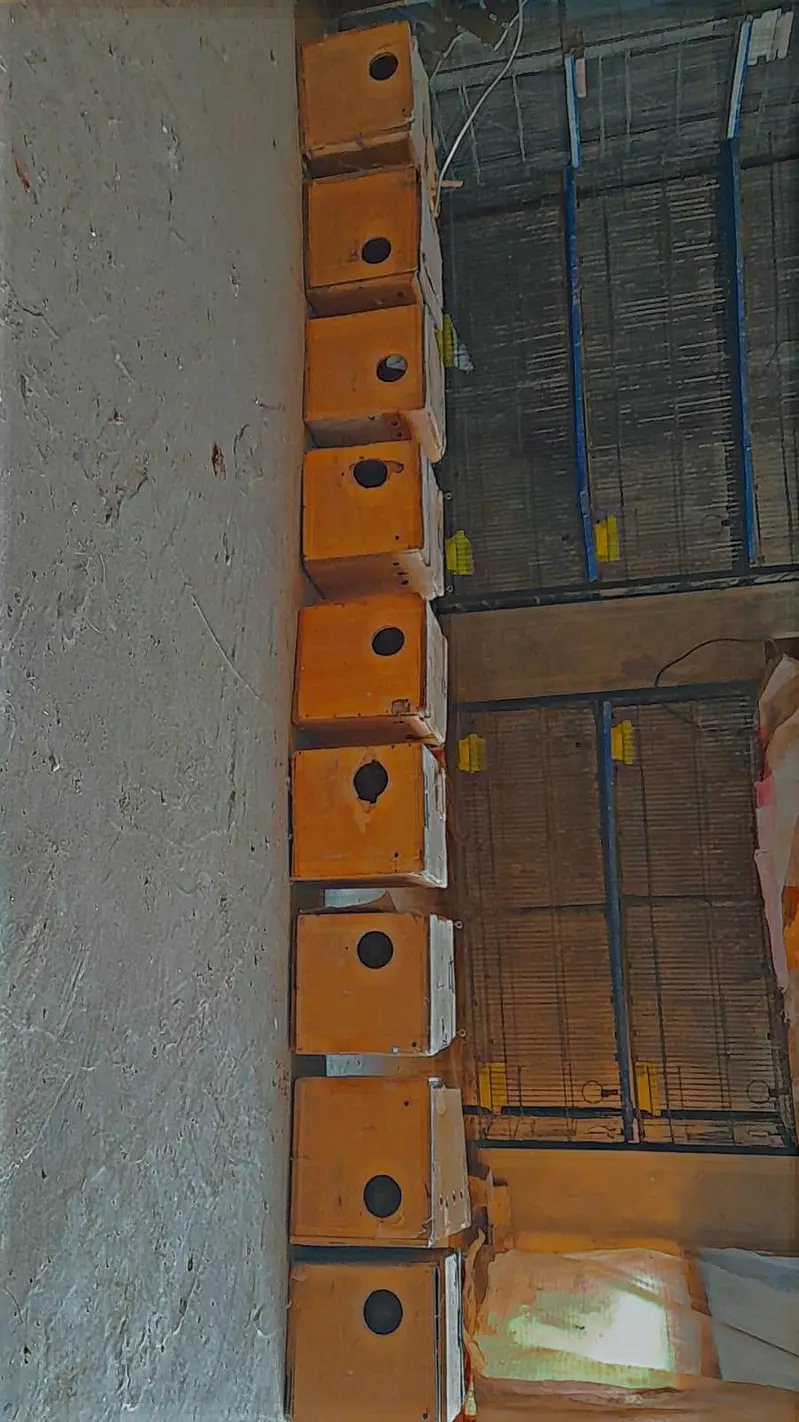 cage box pots stick bird accessories for sale — photo 11
