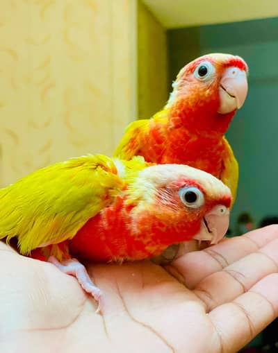 Suncheek conure for sale (macaw) (cockatoo)