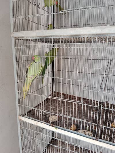 Ringneck Pair/Cage 8 Portion