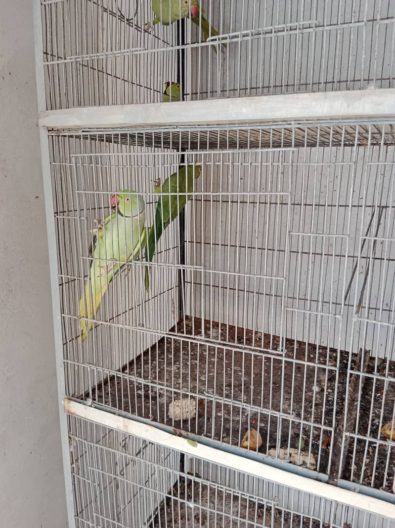 Ringneck Pair/Cage 8 Portion 0