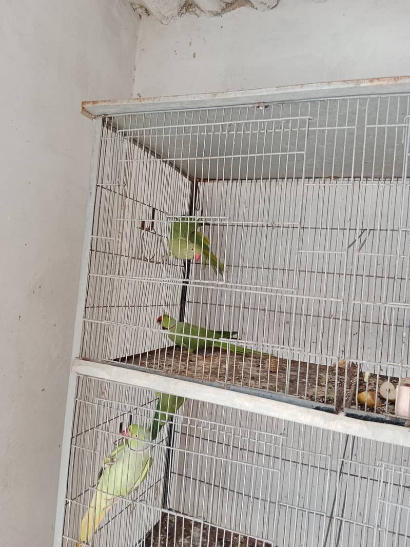Ringneck Pair/Cage 8 Portion 1