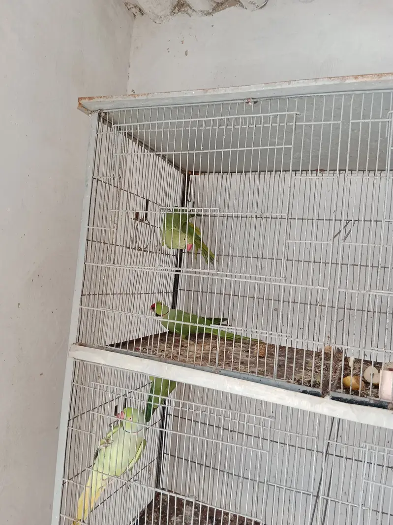 Ringneck Pair/Cage 8 Portion — photo 2