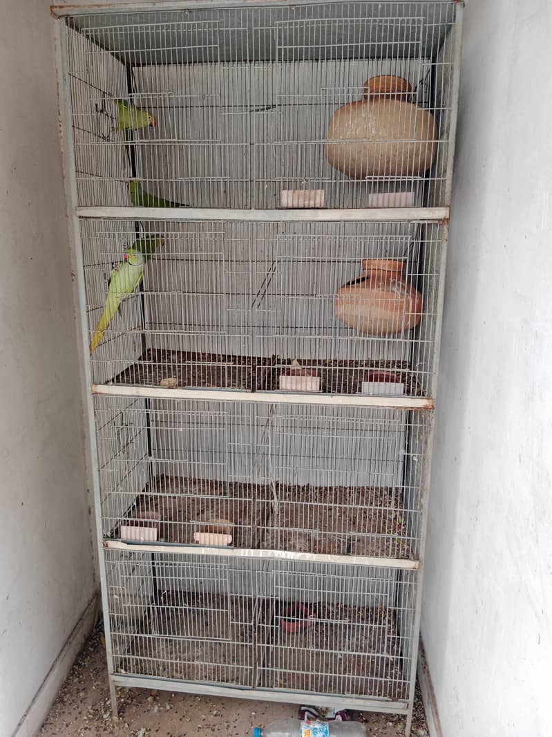 Ringneck Pair/Cage 8 Portion 2