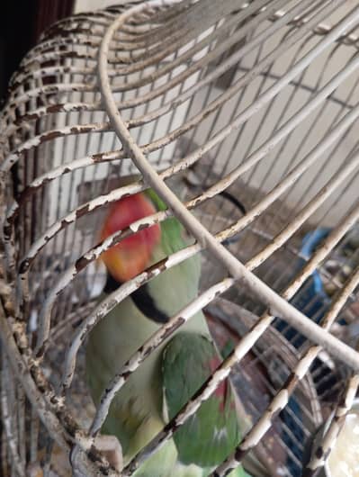 raw parrot