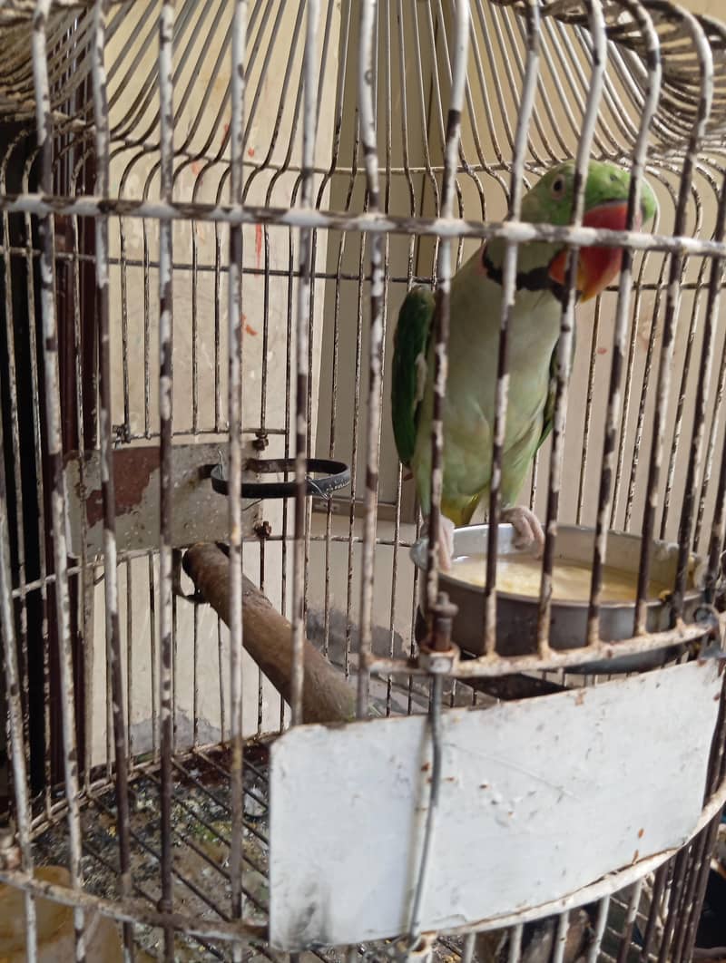 raw parrot 1