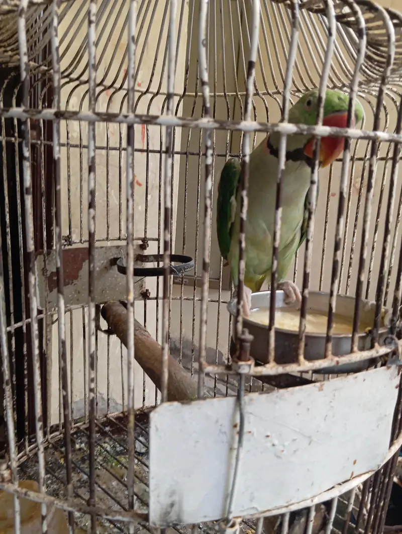 raw parrot — photo 2