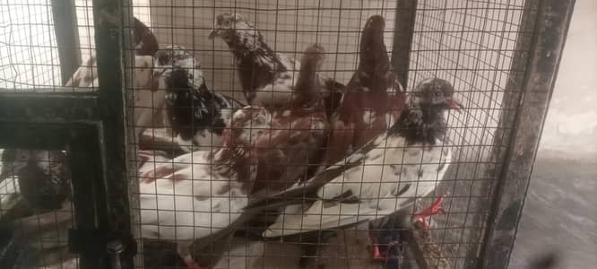 Surkhy Kabutar for sale