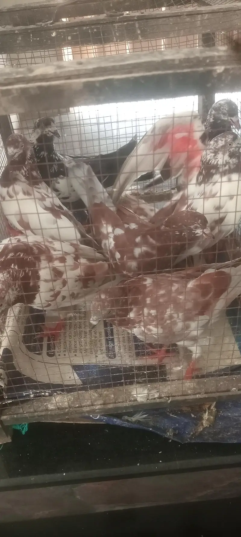 Surkhy Kabutar for sale — photo 4