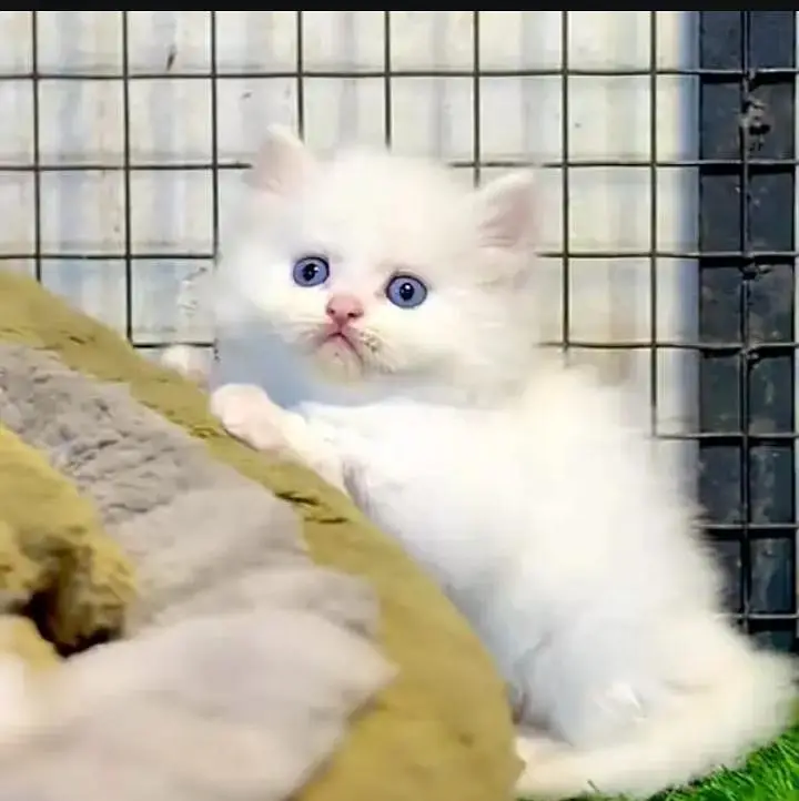 (Persian female kitten) (for sale all) (Pakistan delivery available) — photo 2