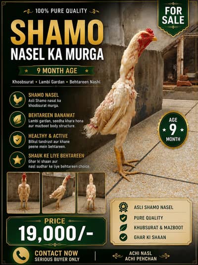 FOR SALE – German O Shamo Aseel Murga 