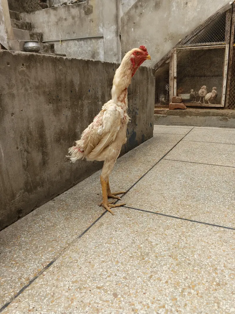 FOR SALE – German O Shamo Aseel Murga  — photo 2