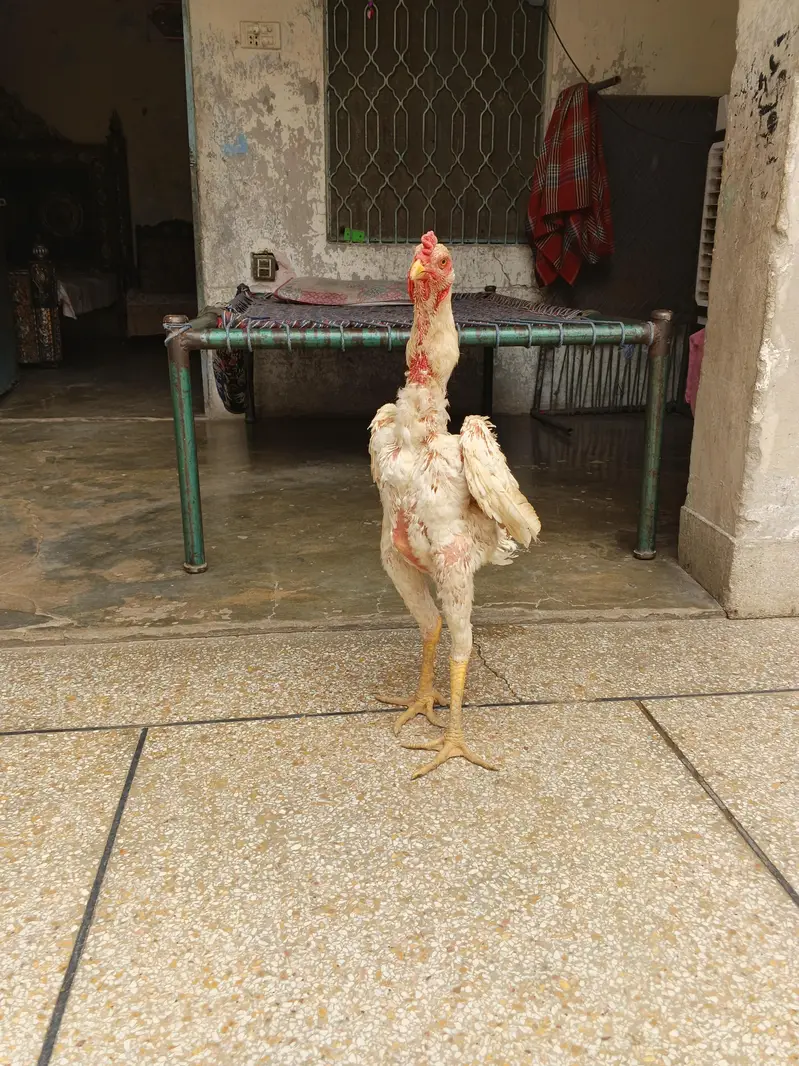 FOR SALE – German O Shamo Aseel Murga  — photo 6