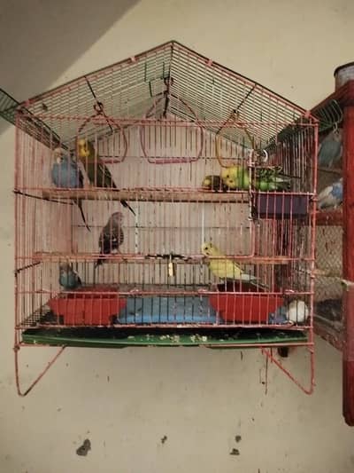 Adult Breeding pairs & Fresh Pairs Available
