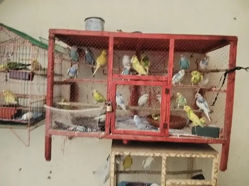 Adult Breeding pairs & Fresh Pairs Available — photo 2