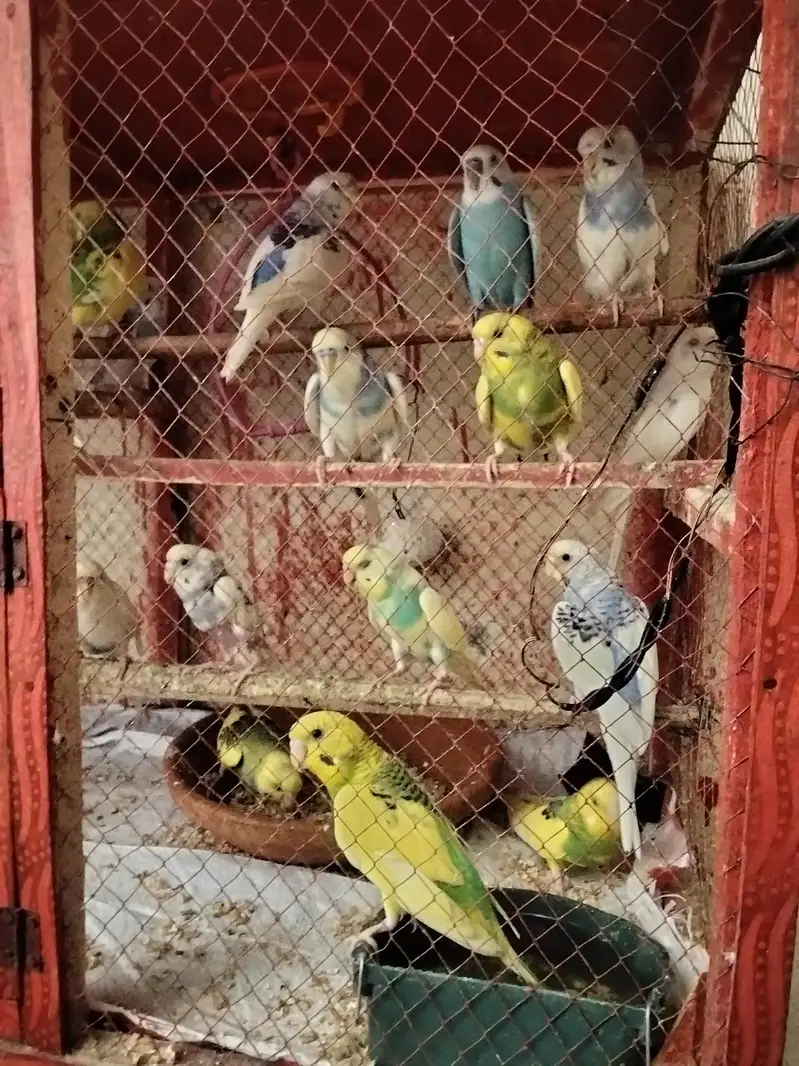 Adult Breeding pairs & Fresh Pairs Available — photo 3