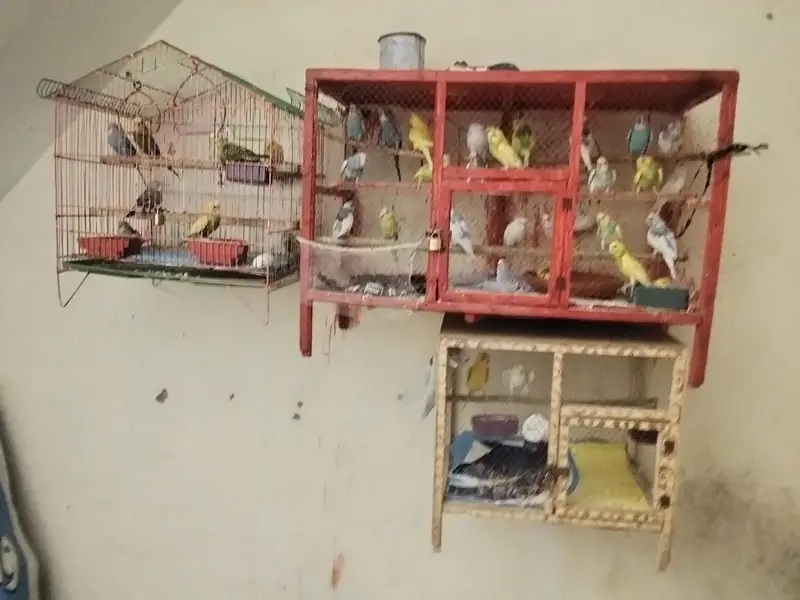 Adult Breeding pairs & Fresh Pairs Available — photo 4