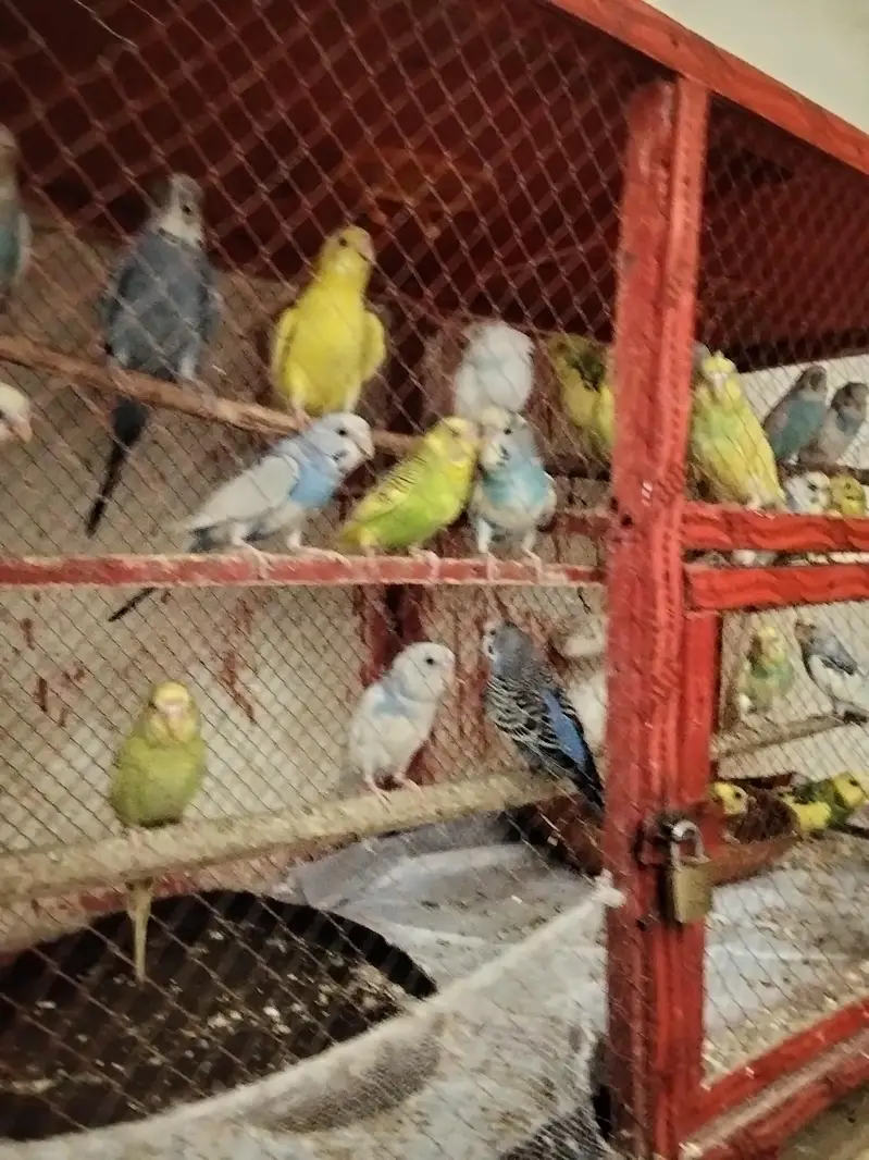 Adult Breeding pairs & Fresh Pairs Available — photo 5