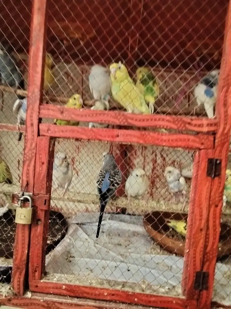 Adult Breeding pairs & Fresh Pairs Available — photo 6