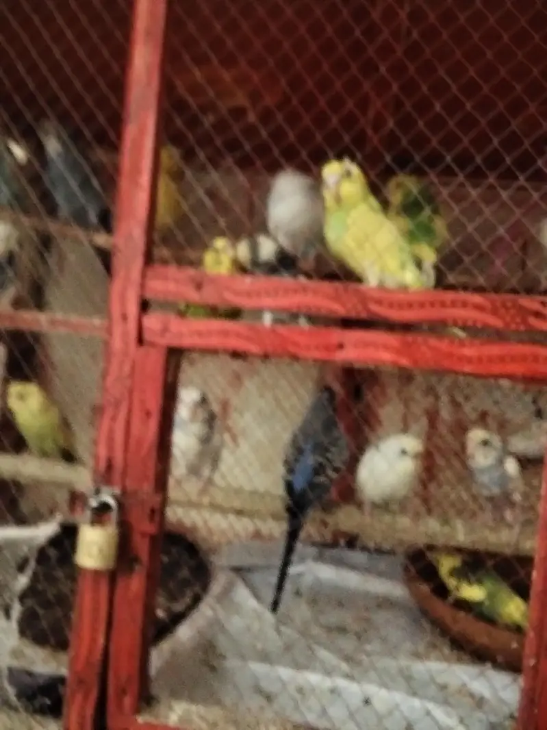 Adult Breeding pairs & Fresh Pairs Available — photo 7