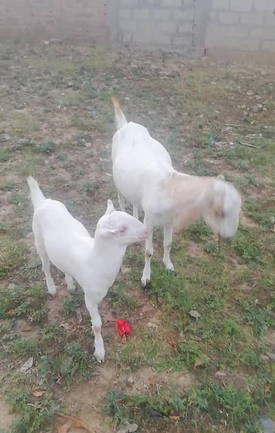 barbri goat for sale