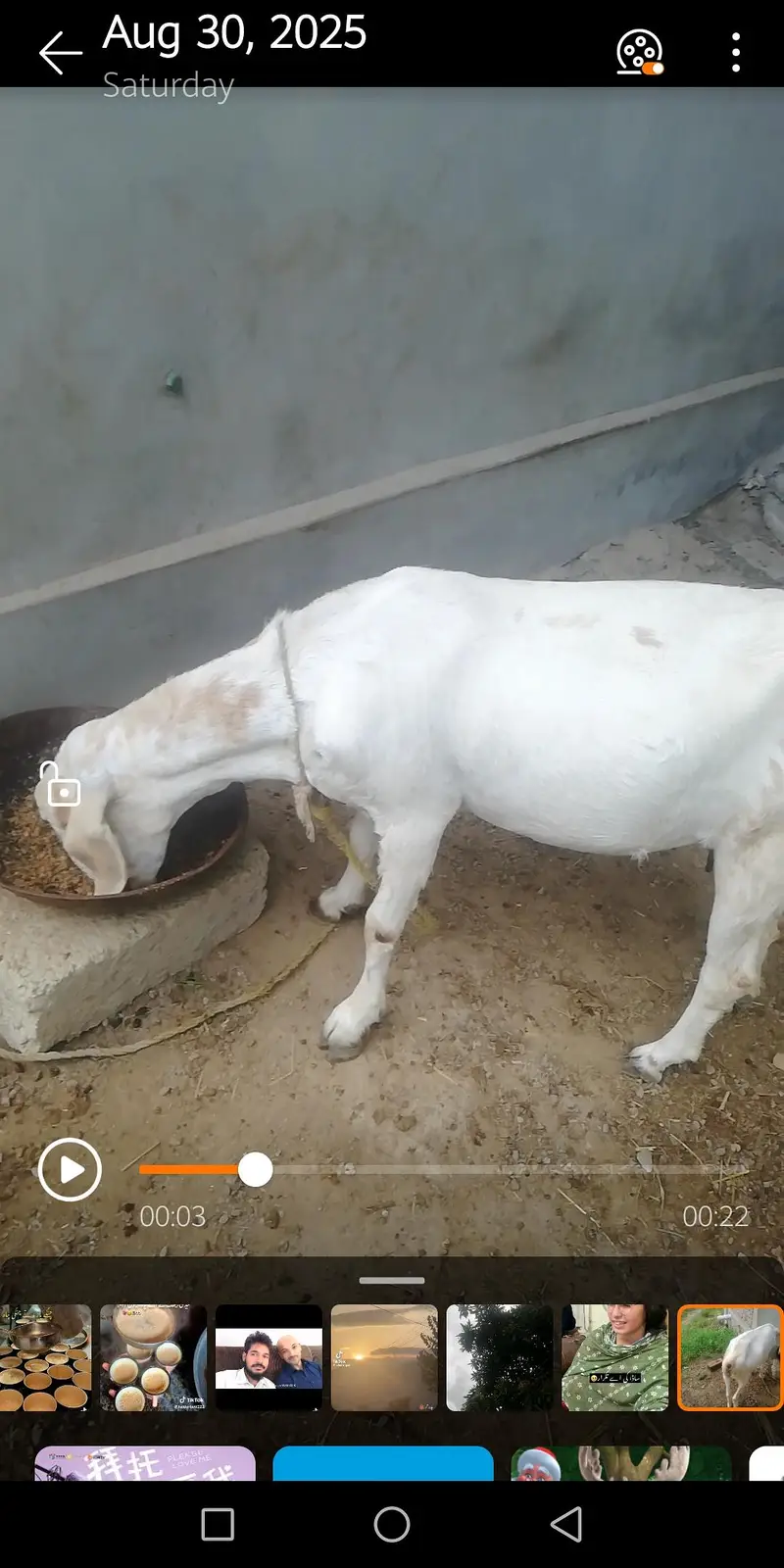 barbri goat for sale — photo 2