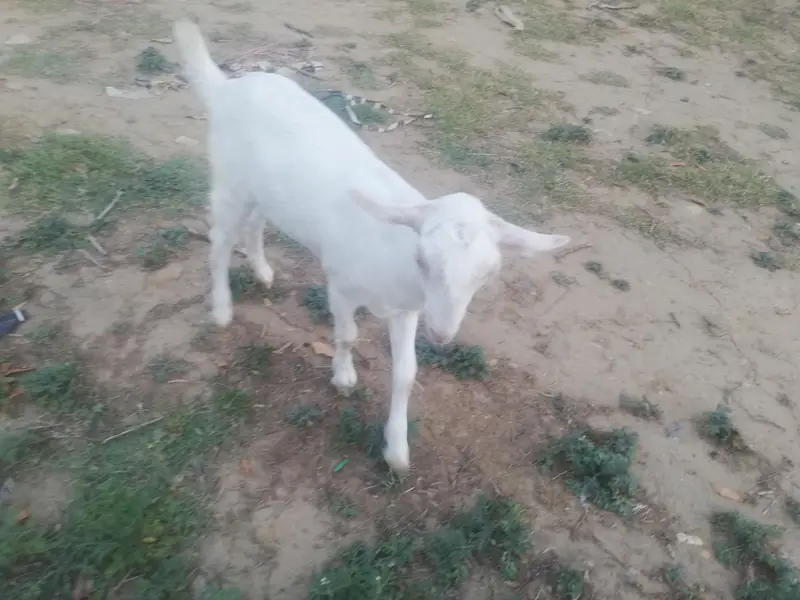 barbri goat for sale — photo 3