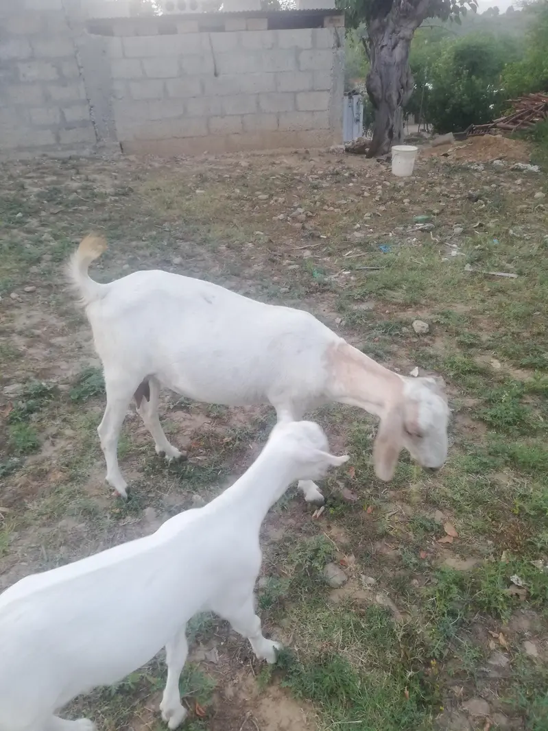 barbri goat for sale — photo 4