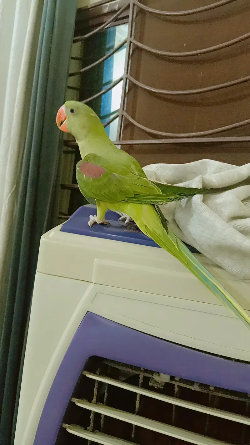 Jambo Raw parrots Chicks almost self, Parrot For Sale — photo 2
