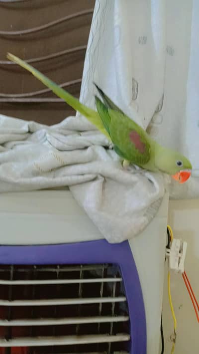 Jambo Raw parrots Chicks almost self, Parrot For Sale