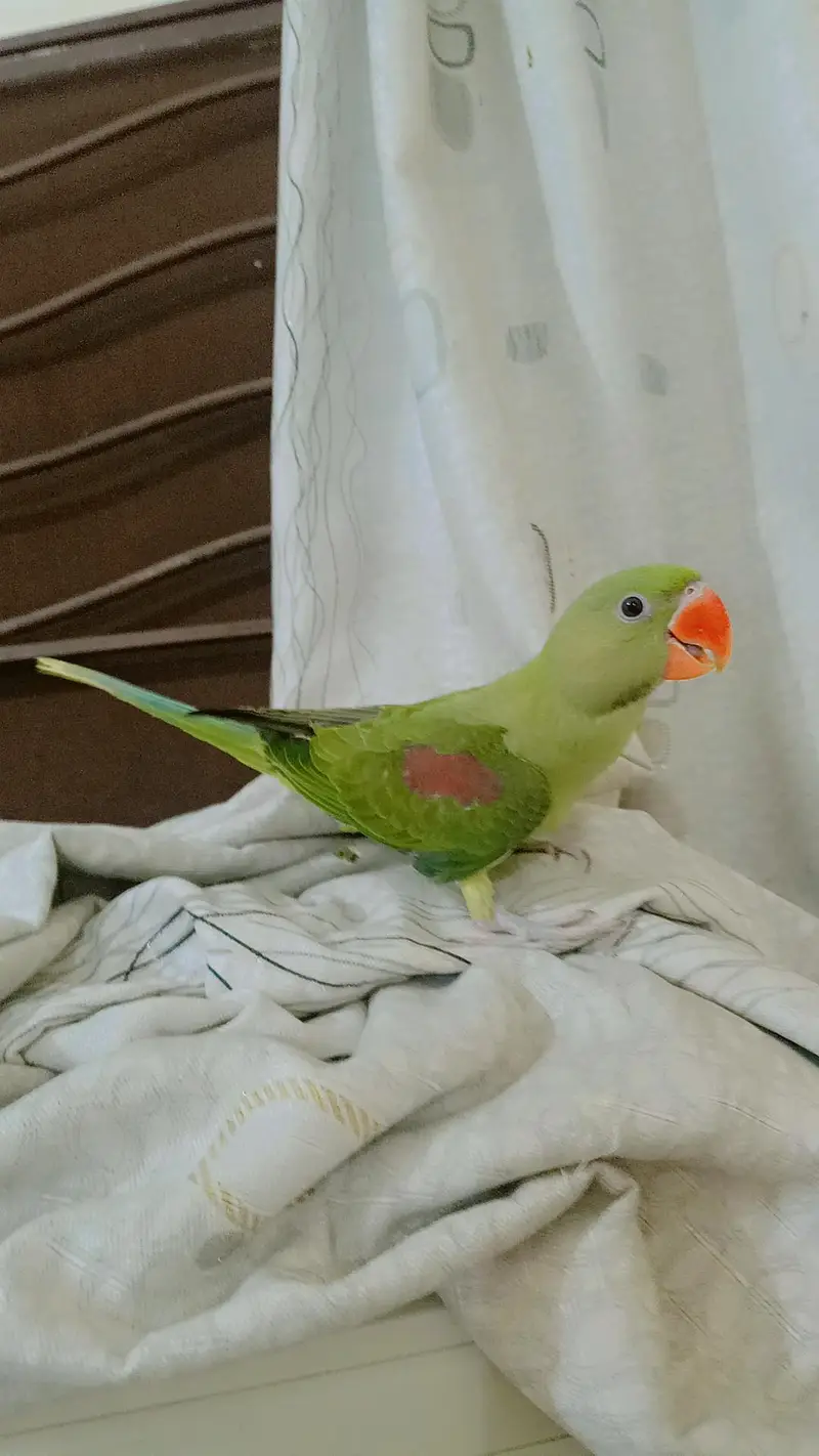 Jambo Raw parrots Chicks almost self, Parrot For Sale — photo 3