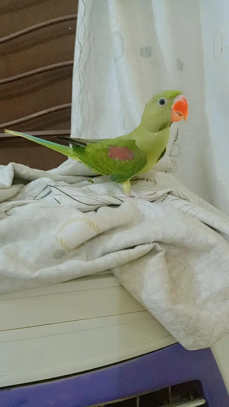 Jambo Raw parrots Chicks almost self, Parrot For Sale — photo 4