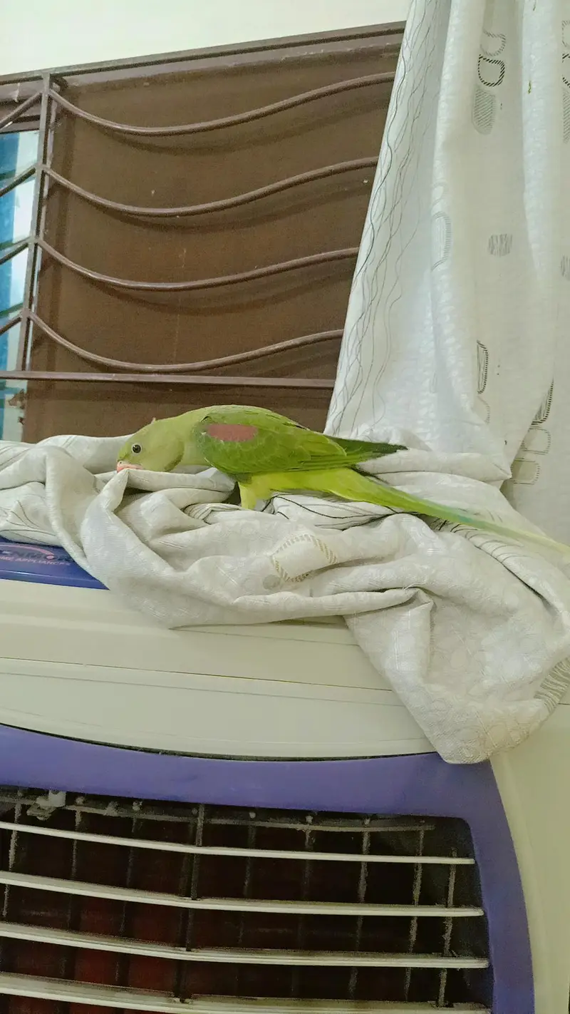 Jambo Raw parrots Chicks almost self, Parrot For Sale — photo 5