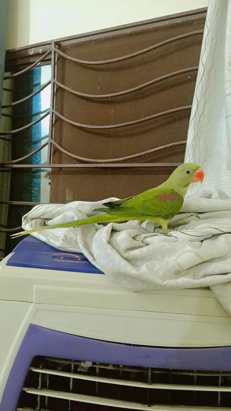 Jambo Raw parrots Chicks almost self, Parrot For Sale — photo 6