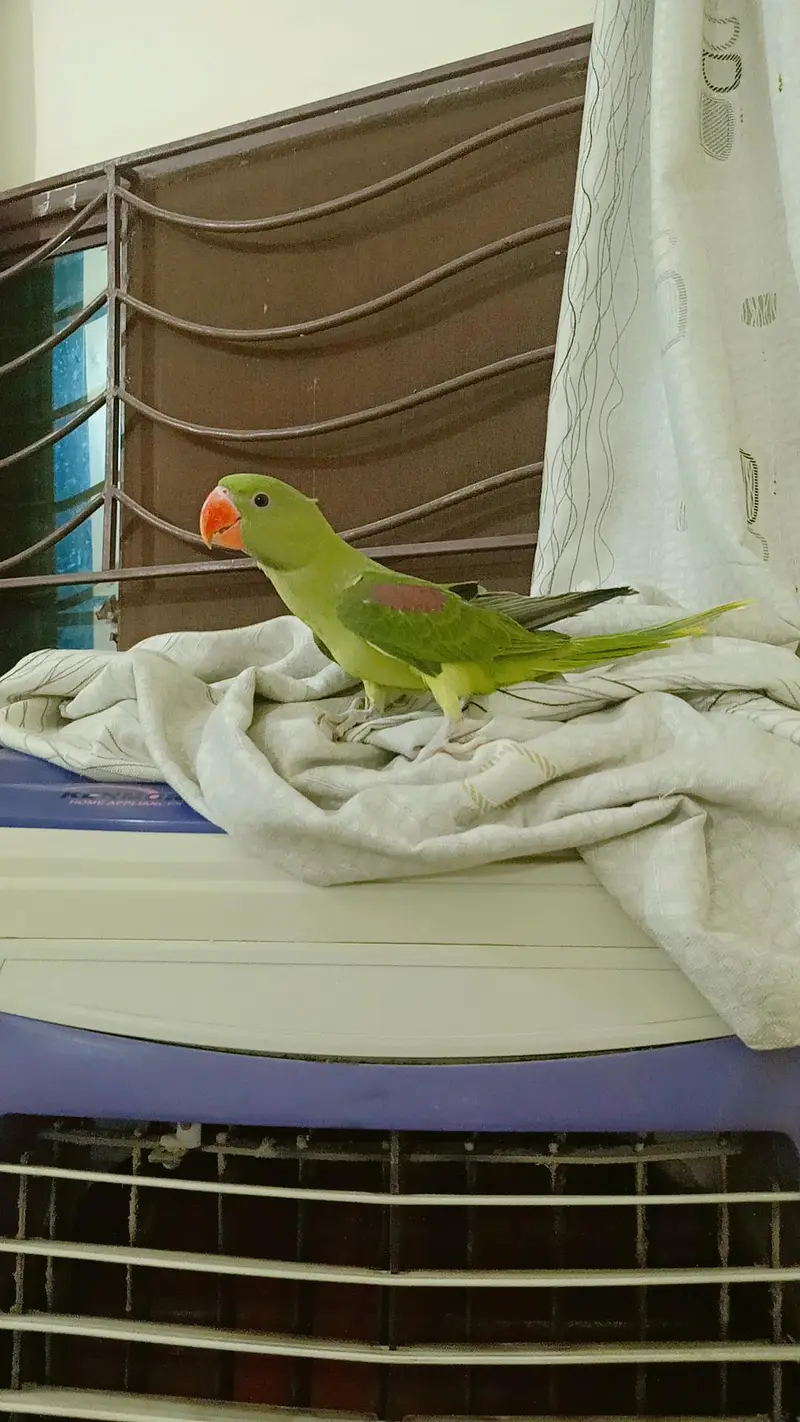 Jambo Raw parrots Chicks almost self, Parrot For Sale — photo 7