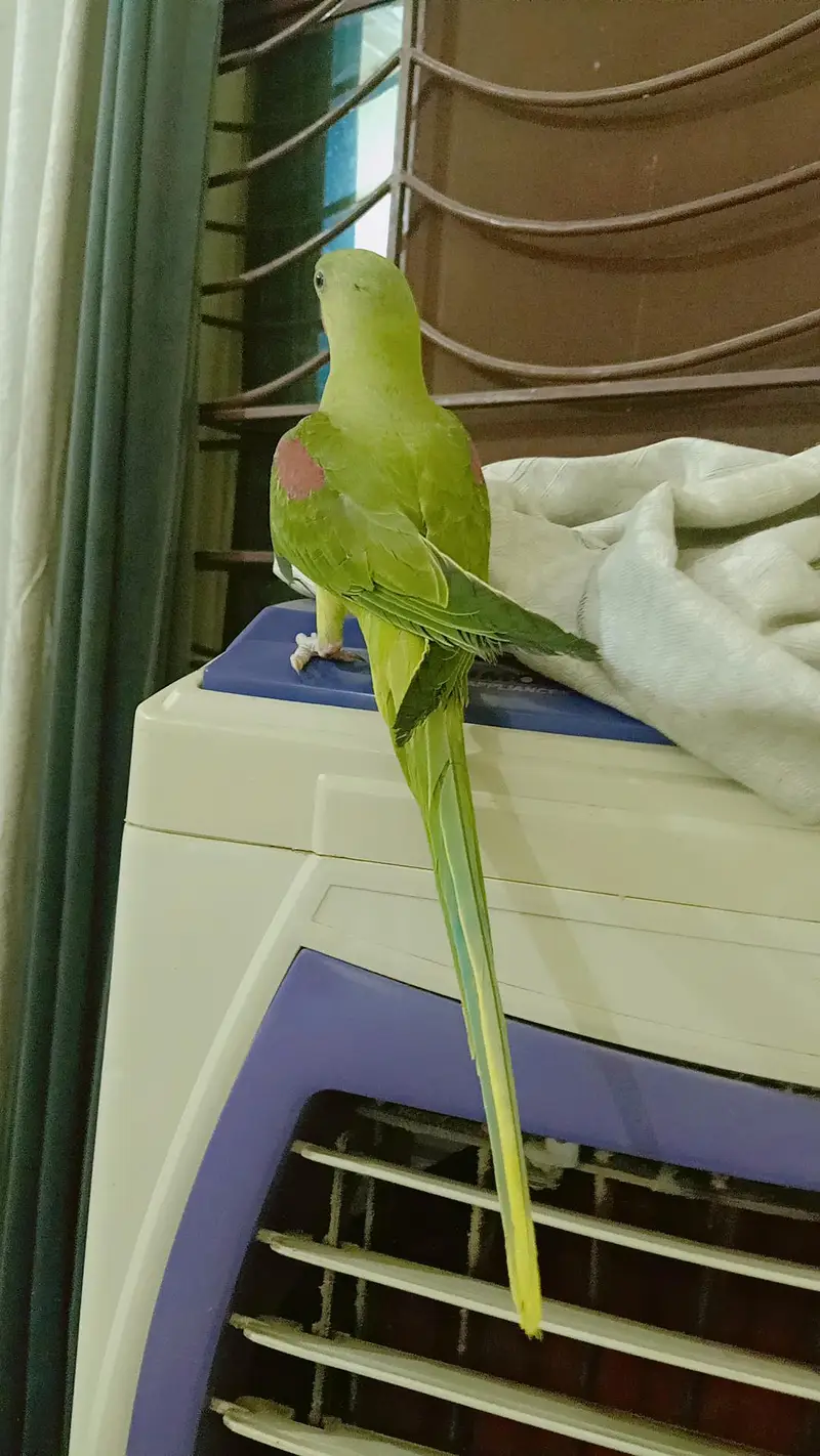 Jambo Raw parrots Chicks almost self, Parrot For Sale — photo 8