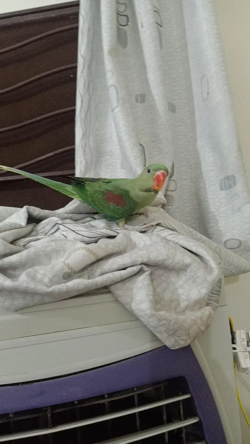 Jambo Raw parrots Chicks almost self, Parrot For Sale — photo 9