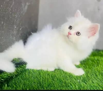 (Persian female kitten) (for sale all) (Pakistan delivery available)
