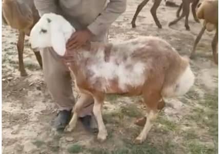 Gabban Dumbi or Dumba Urgent Sale