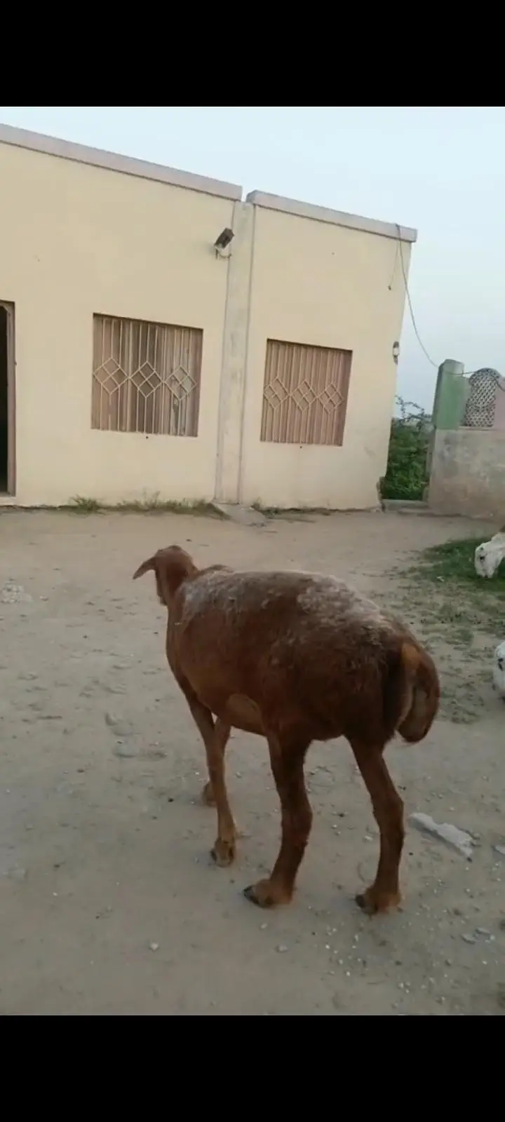 Gabban Dumbi or Dumba Urgent Sale — photo 2