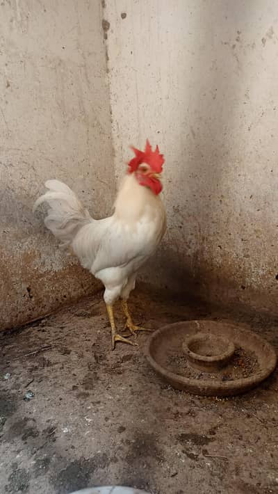 desi misri murgy