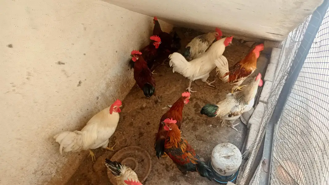 desi misri murgy — photo 10