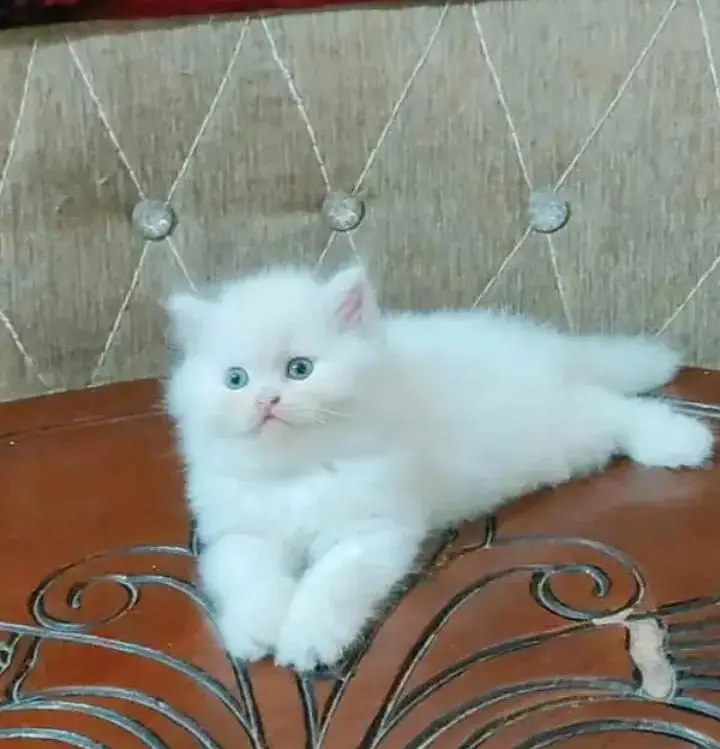 (Persian female kitten) (for sale all) (Pakistan delivery available) — photo 3