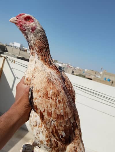 Aseel Phuliya Murga Or Aseel Lasani Murgi Urgent Sale