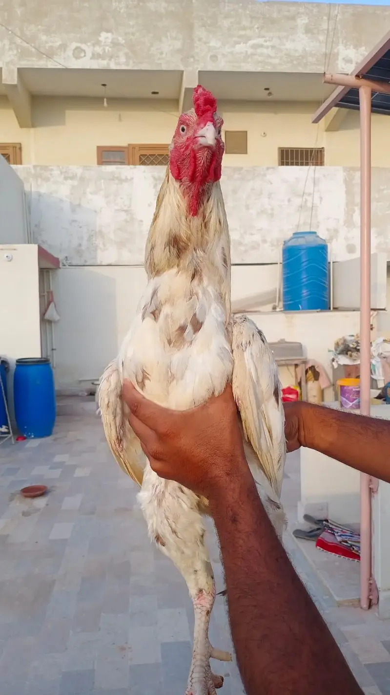 Aseel Phuliya Murga Or Aseel Lasani Murgi Urgent Sale — photo 2
